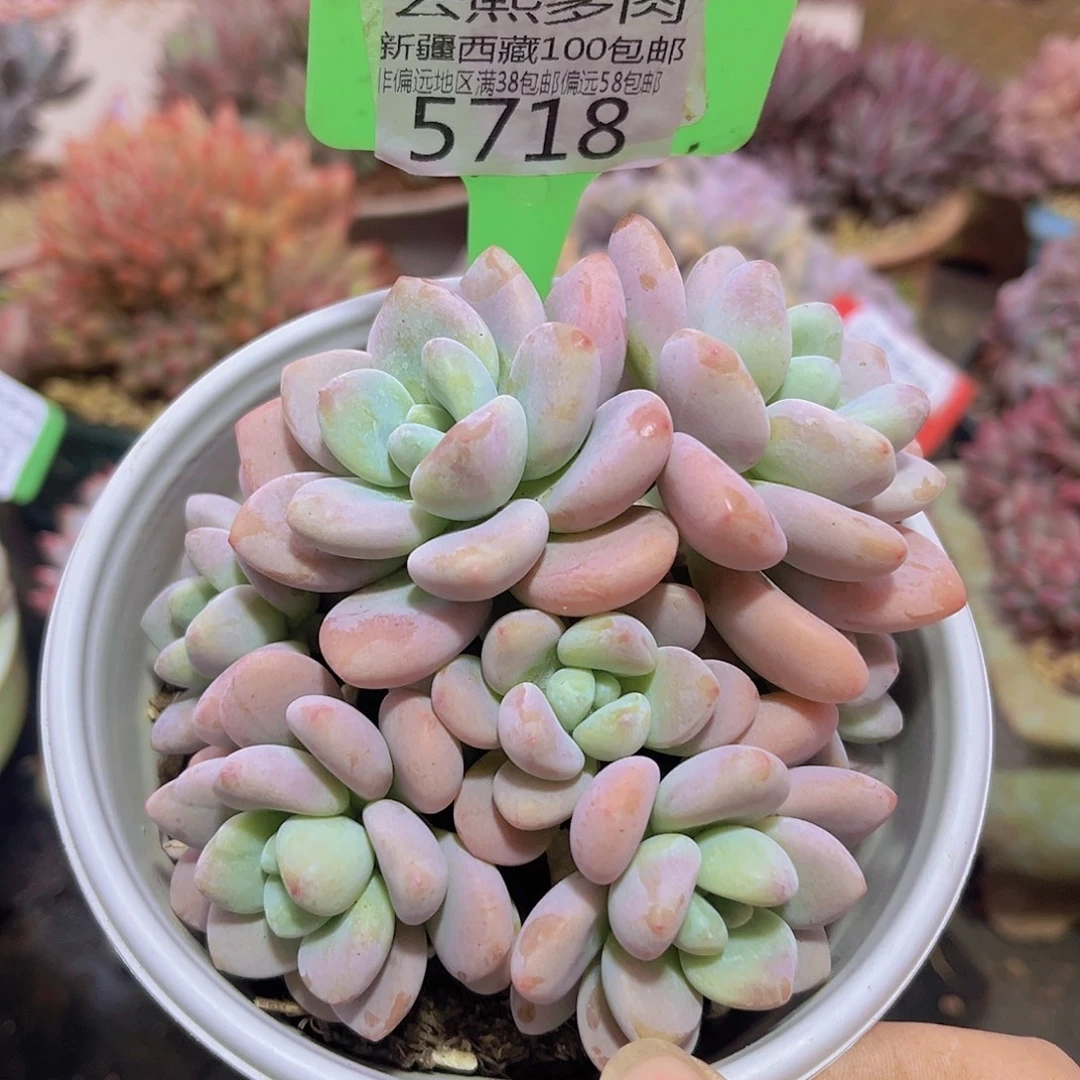 5718红洛神多肉植物