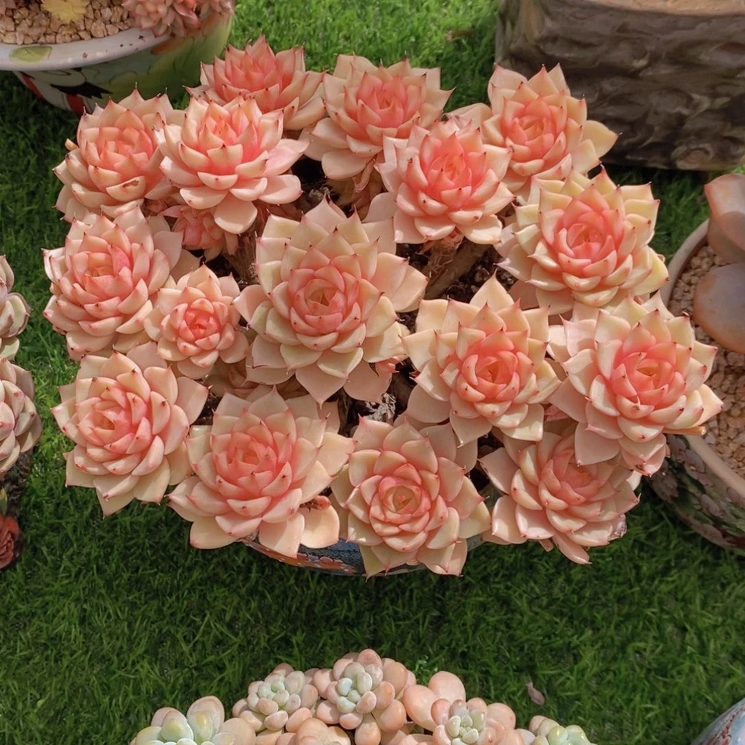 手***陈笨芭 一物一拍。