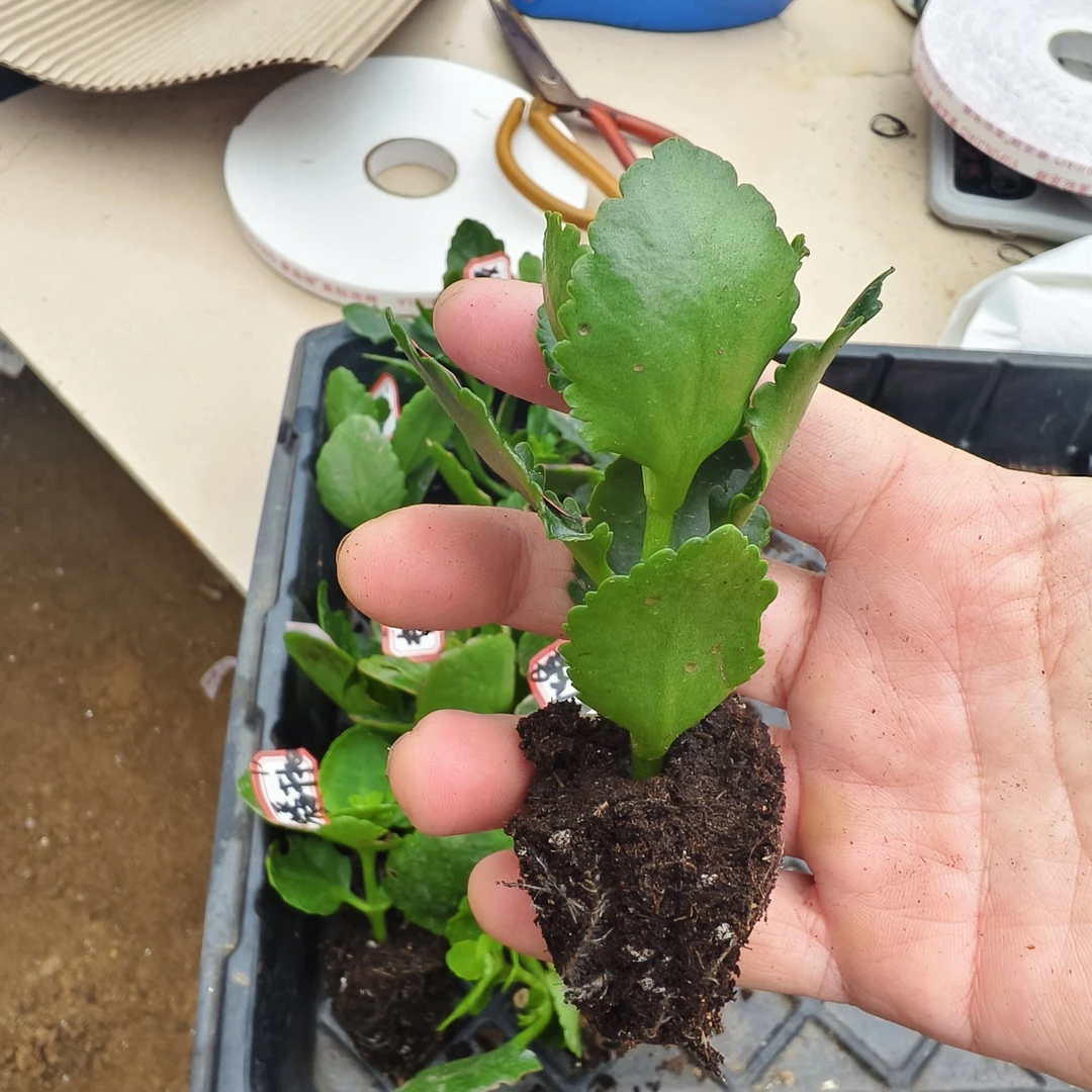 长寿花穴盘苗儿不带盆10颗不同品种，零下五度内