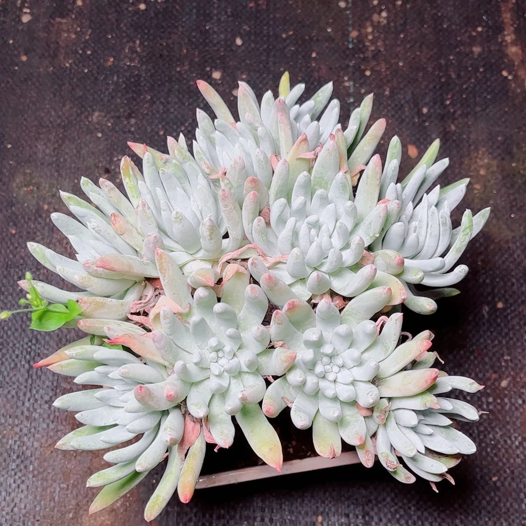 5352文森特仙女杯多肉