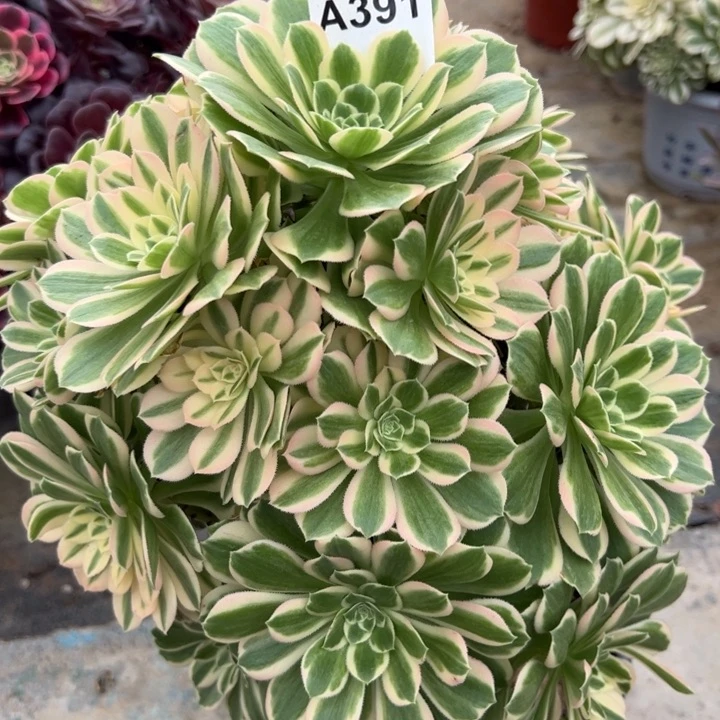 香**毒391碧玉28厘米左右