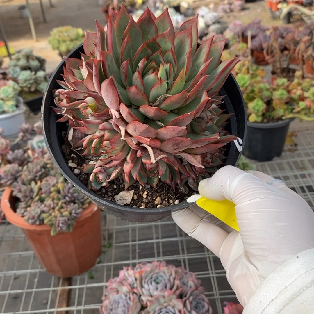 186宝莲灯一物一拍