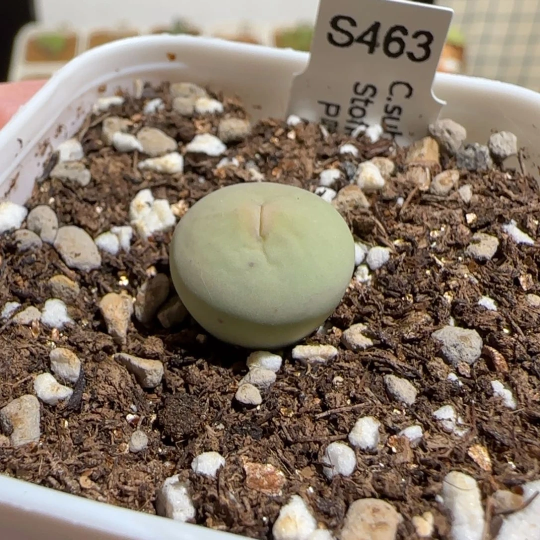 肉锥多肉植物组合-P嘴1454