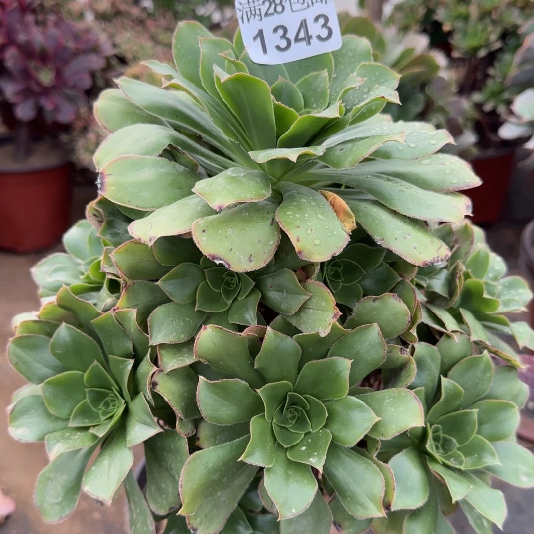 绿玫瑰多肉，1343满28包邮断枝不包
