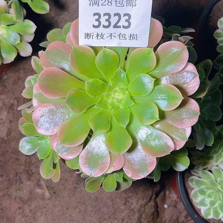 3323香妃多肉植物保护