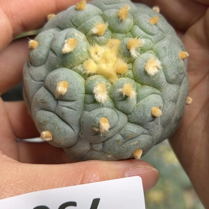 790 无根 仙人球的故事是