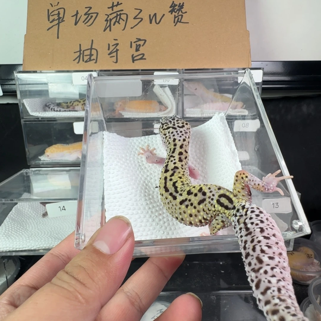 豹纹守宫雪花日食妹妹