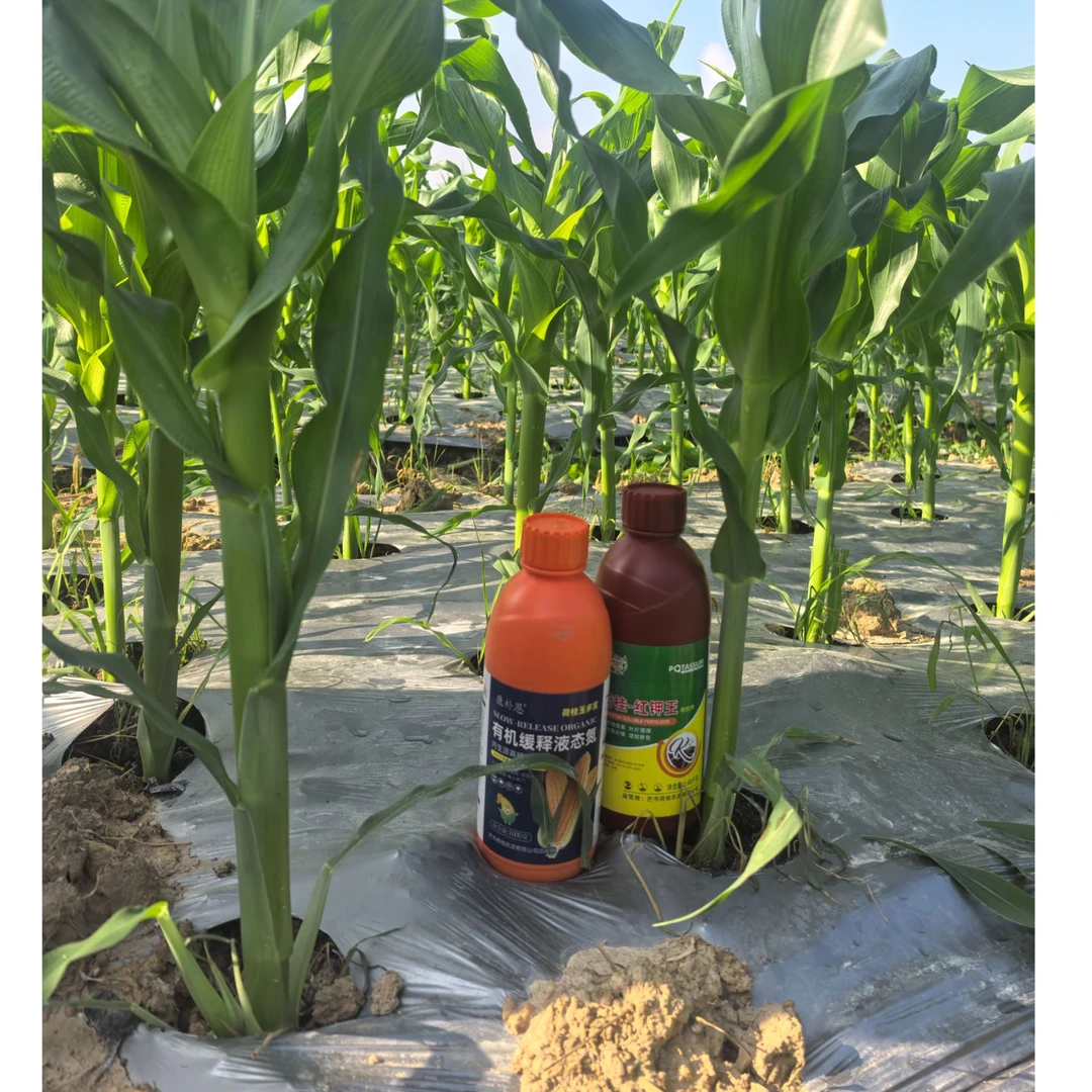 荷桂玉多宝+红钾王前期促根壮苗茎秆粗壮，授粉起提升籽粒灌浆效率