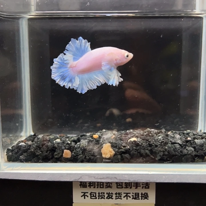 斗鱼竞拍跑单拉黑12日29