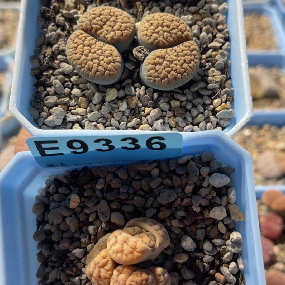 欧***萱9293，9336血点1荒1上30