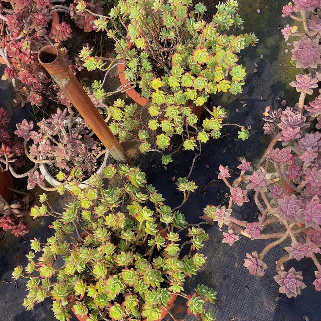 薄化妆极致状态老桩，19，8尖叶，发货冠服收缩严重，