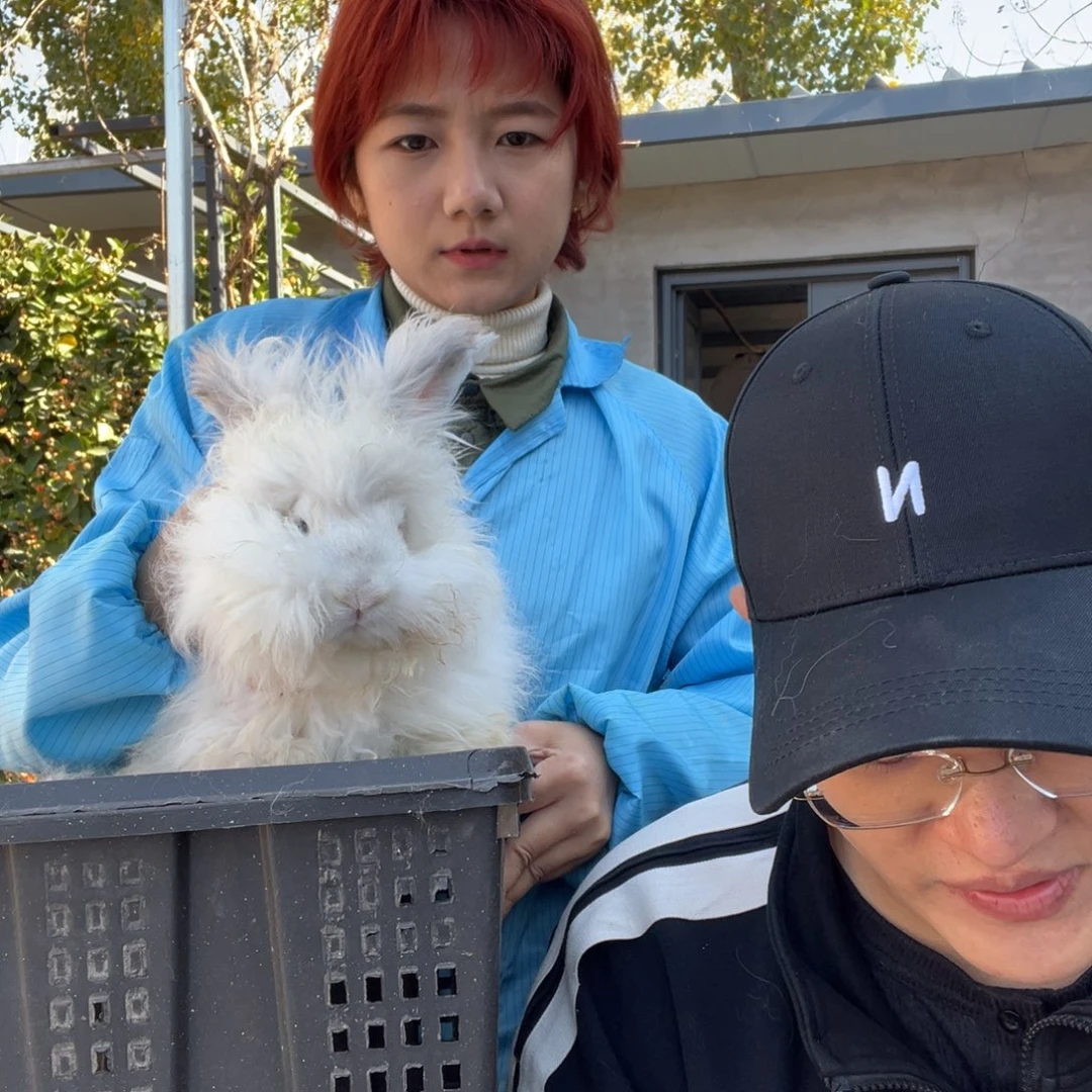 双血统英系安拉兔子