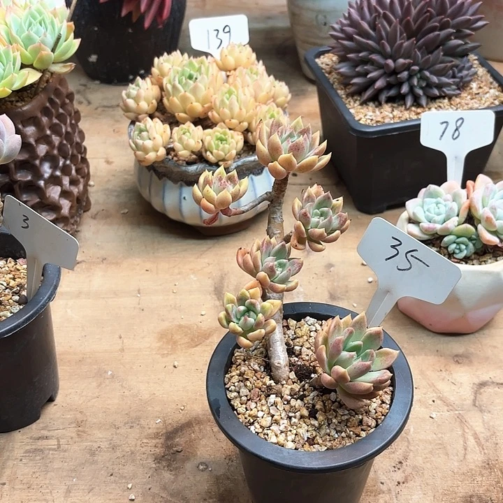 多肉植物，璀璨35号
