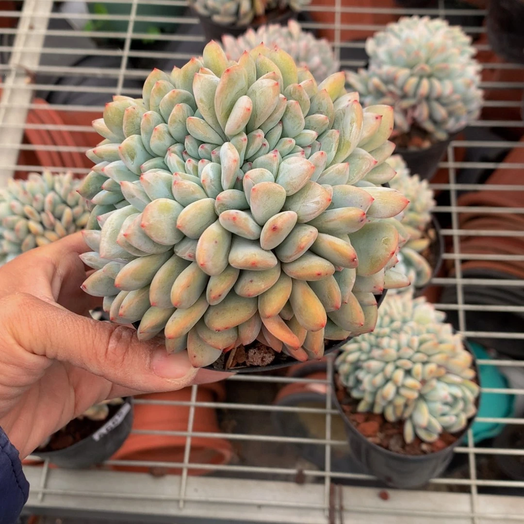 你***好603饿呢么…………不能嗯嗯真的