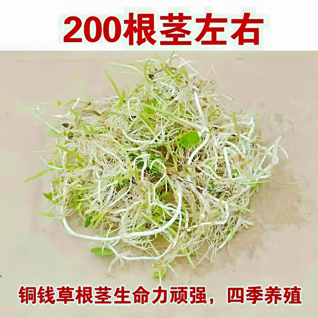 铜钱草根茎土培/水培绿植盆栽,室内外好养,