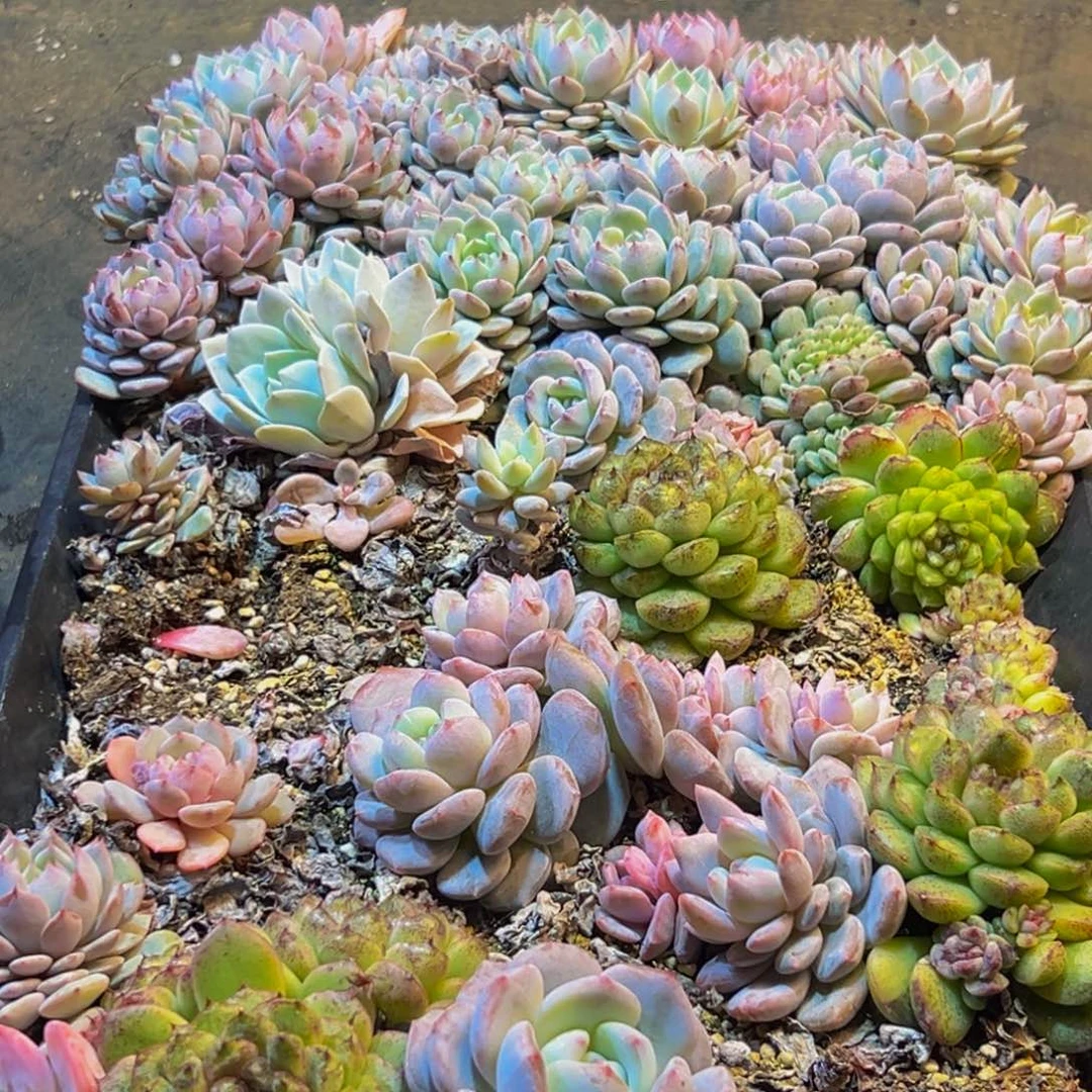 890的人都在用这个词了吗