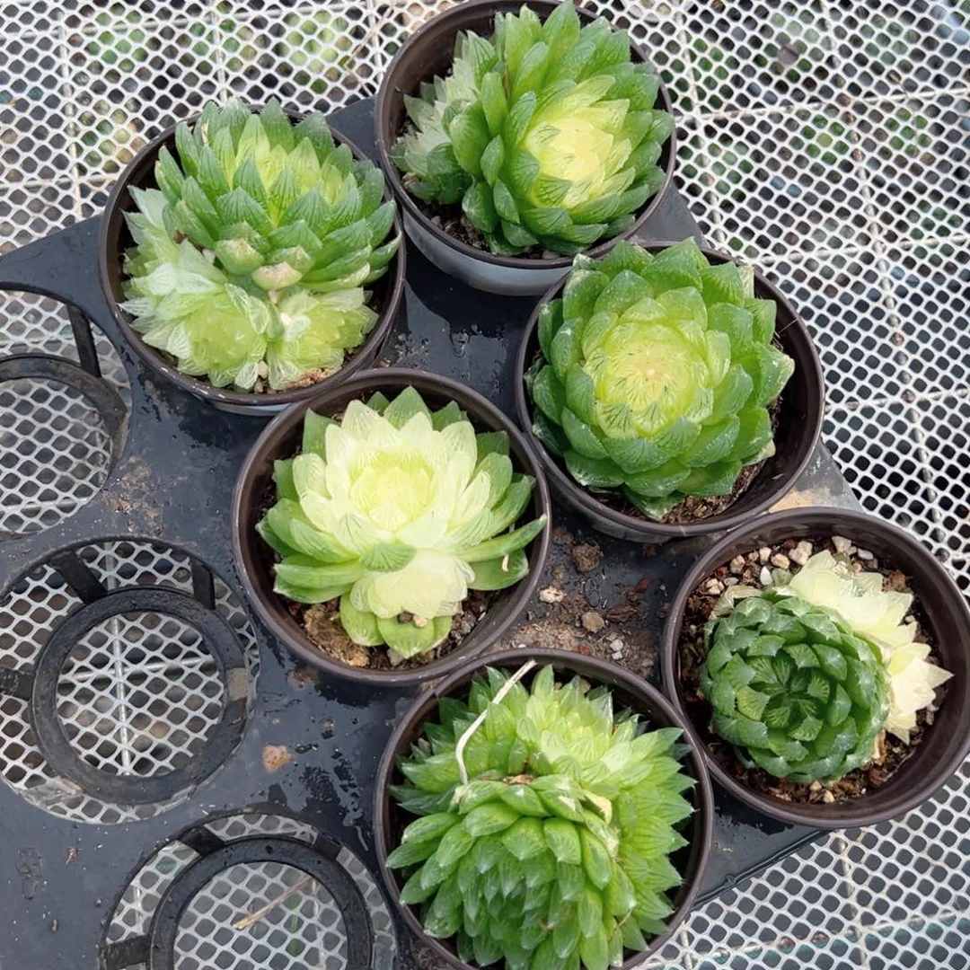 大盆白莲花多肉植物一颗多肉