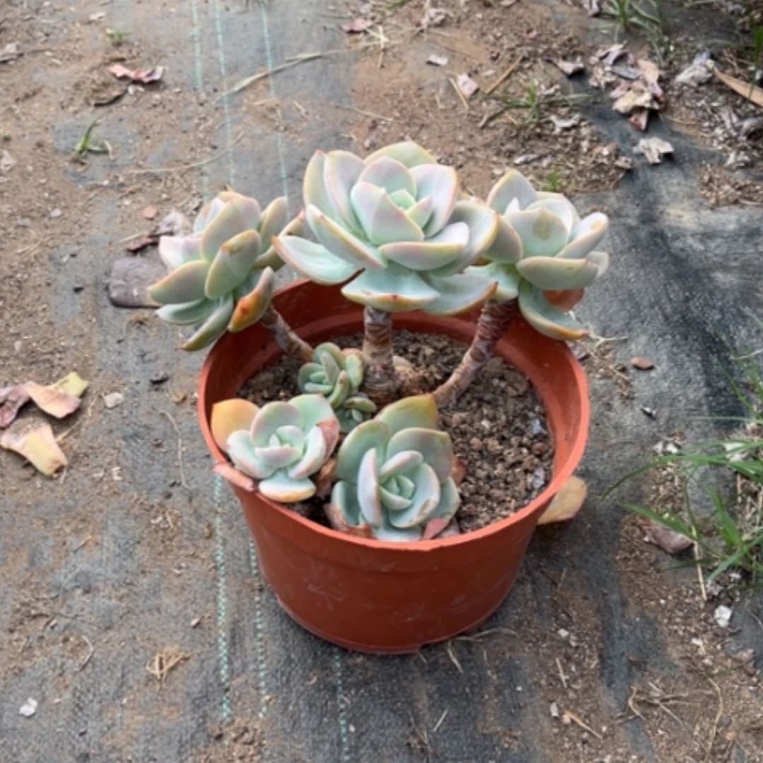 【闪购商品】兴*凤