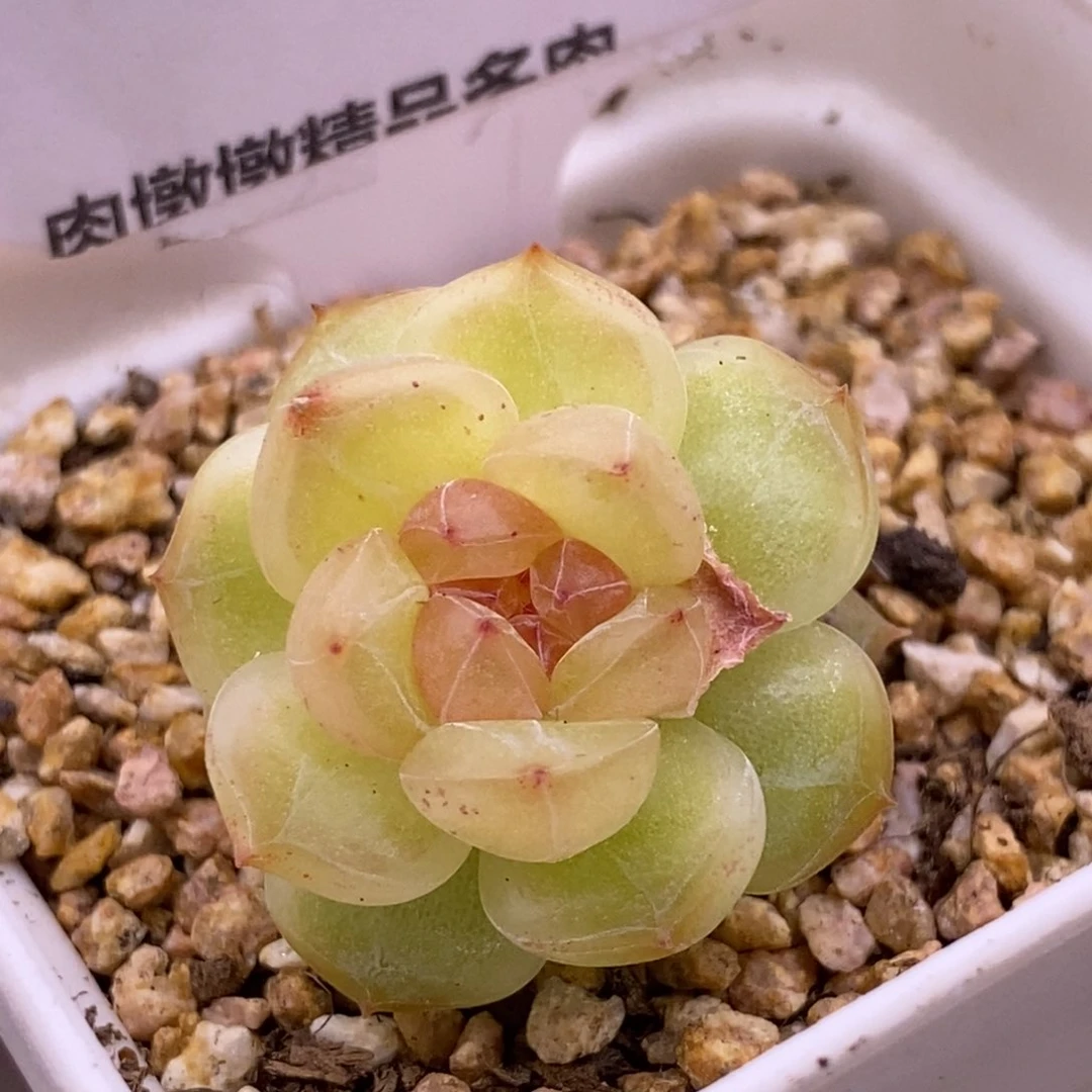 【闪购商品】沉****川17-95