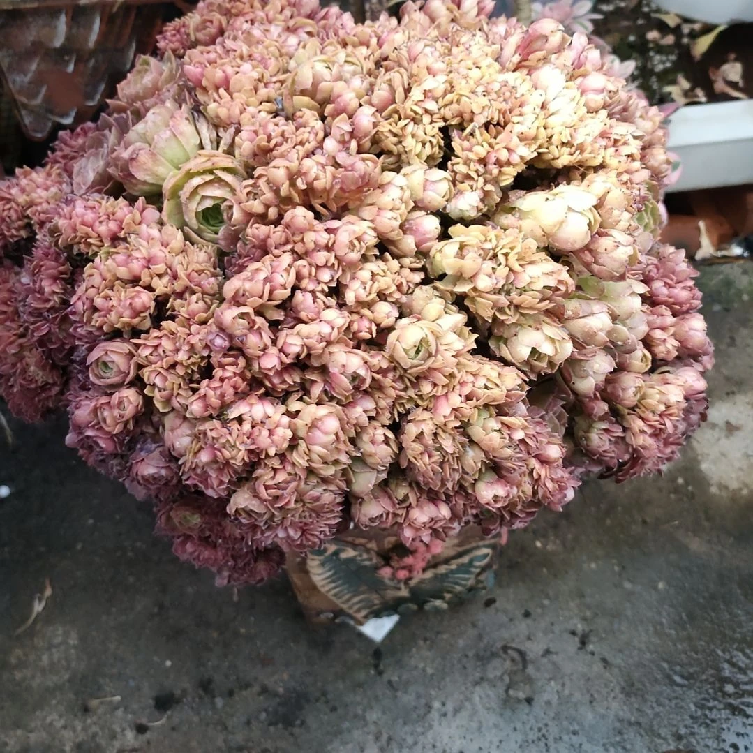 雨*多肉法师锦万圣节缀化
