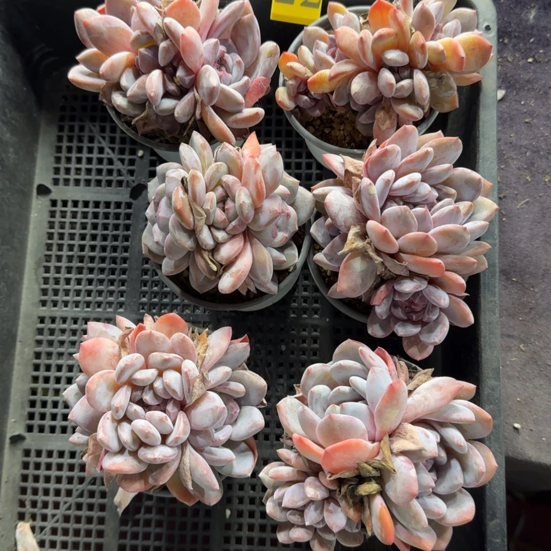 星影6颗一起一物一拍22化