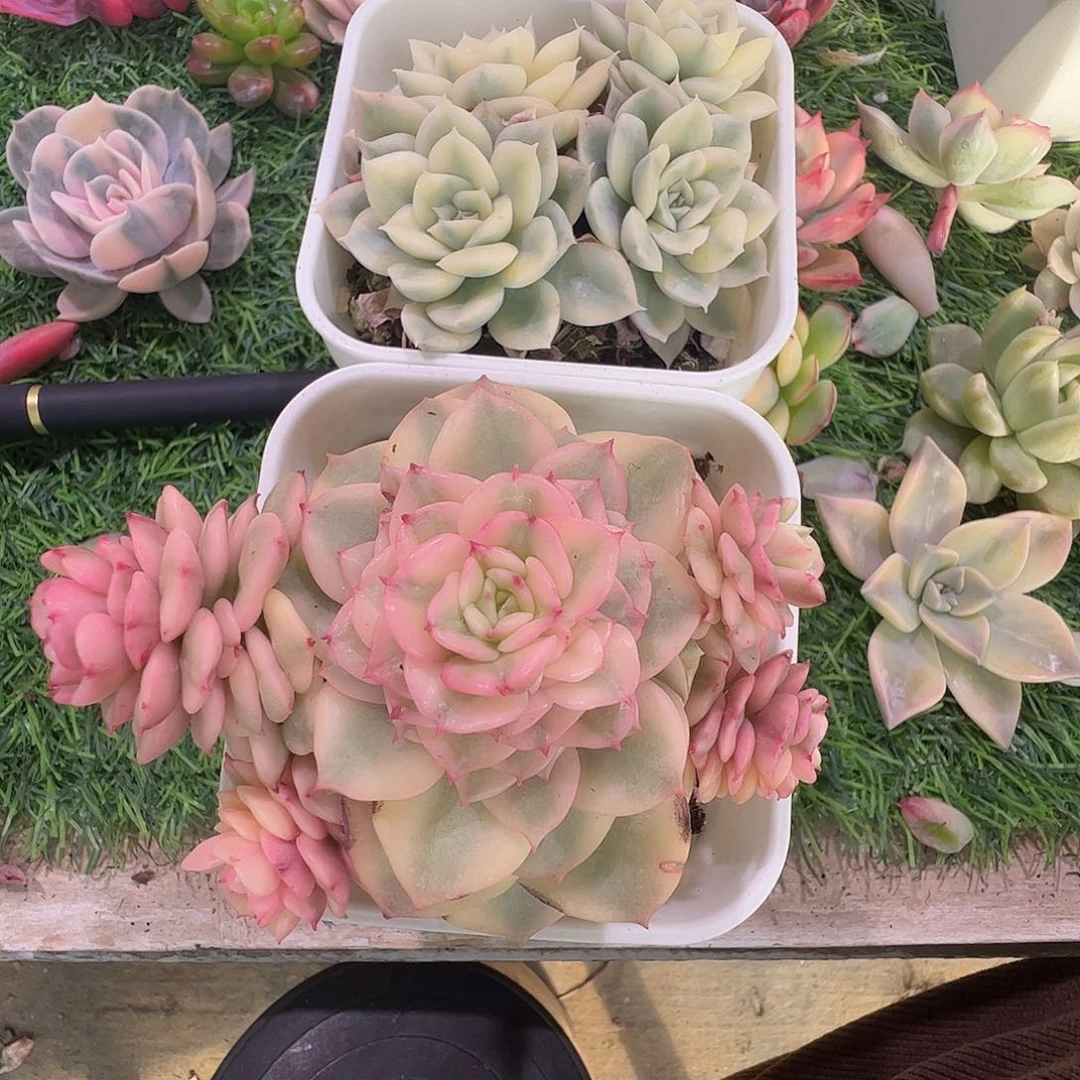 艾***丽多肉植物多肉植物