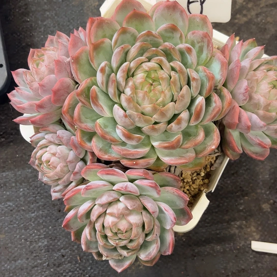 59号杂。