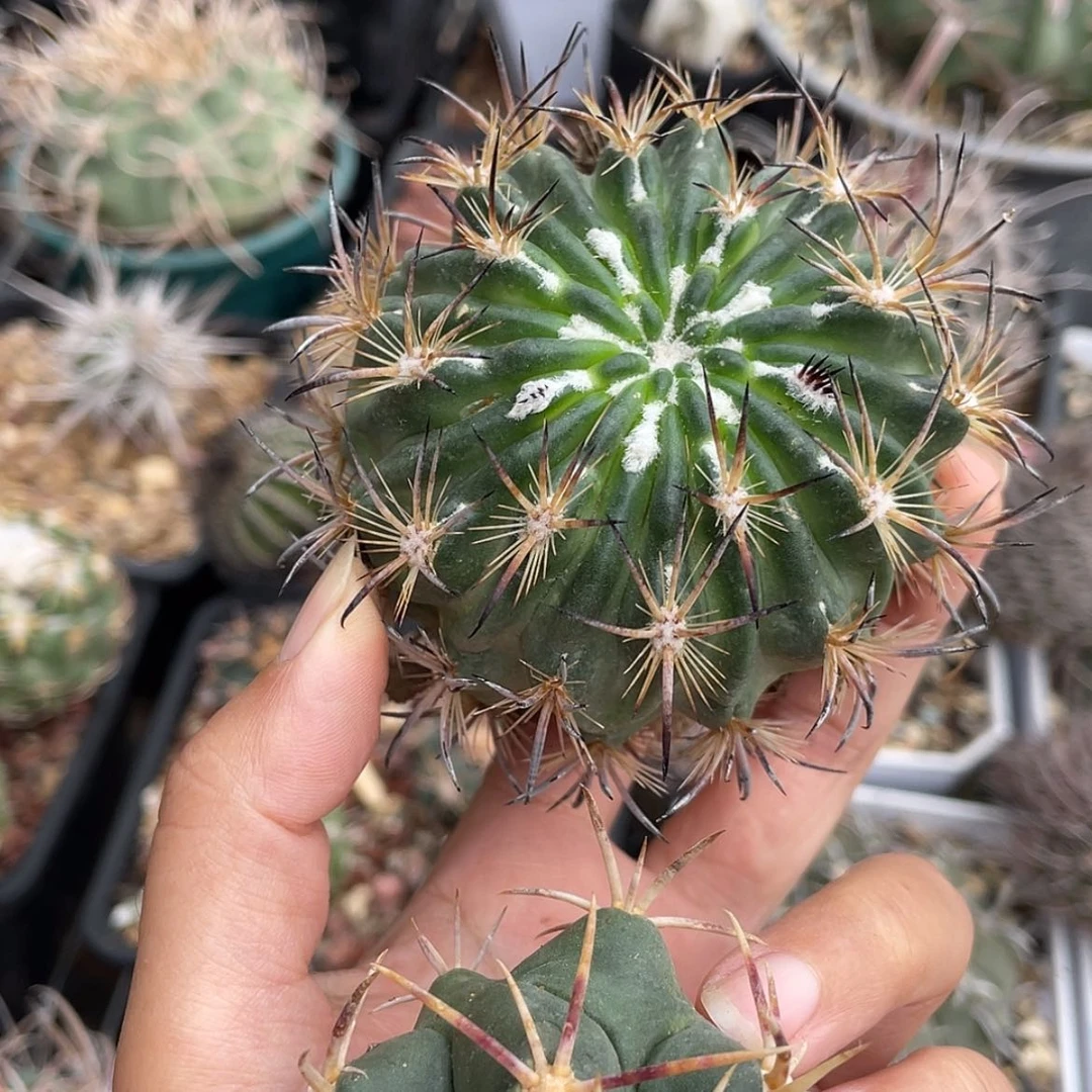 【闪购商品】组合冒根芽微瑕66666