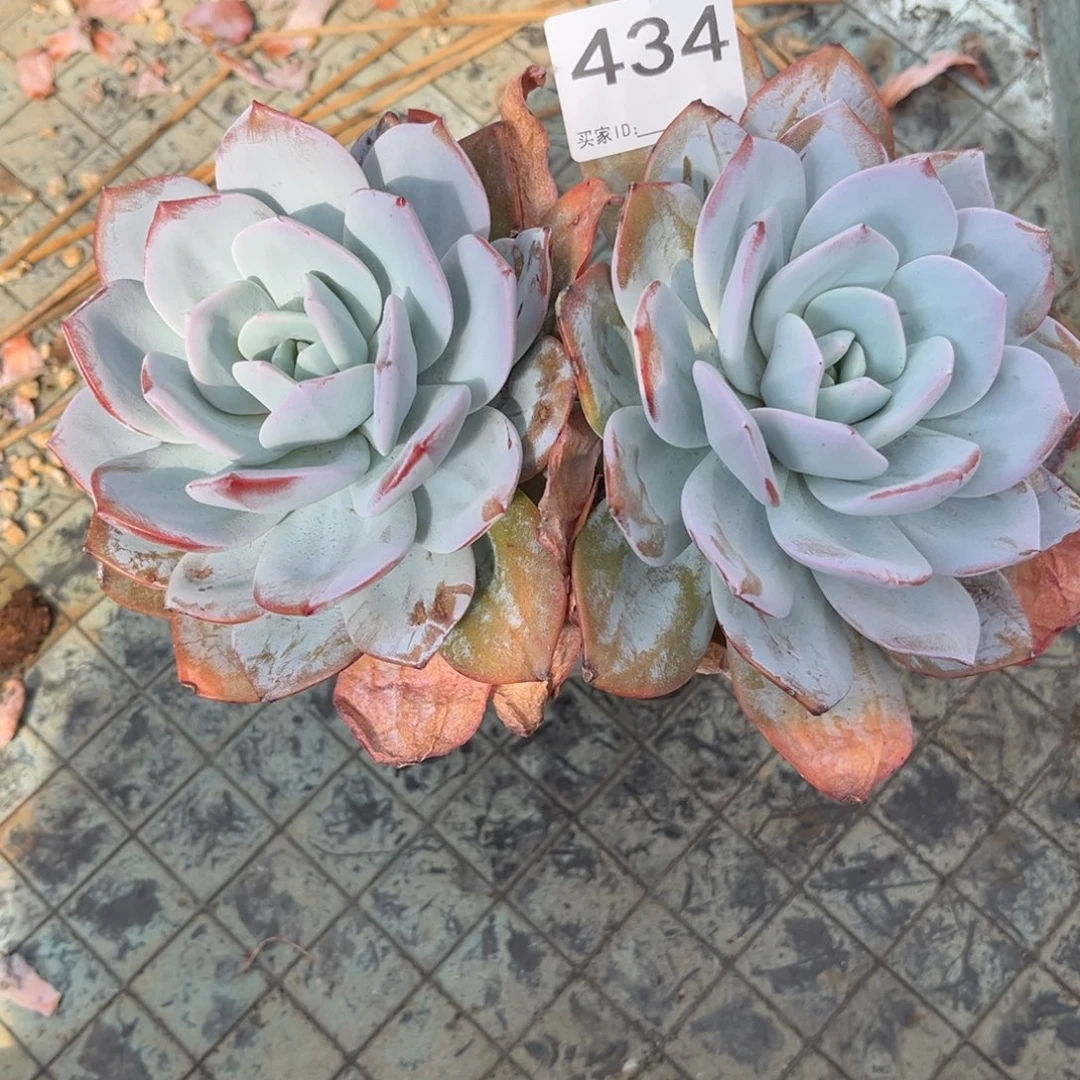 ****࿐434售后范围签收起7天内