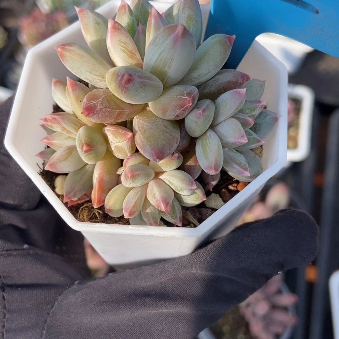 012梦幻美人多肉植物