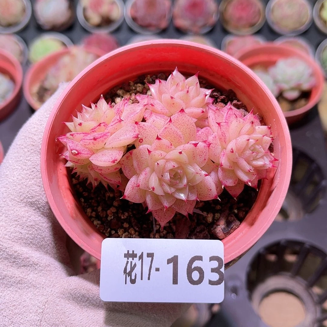 花利美17-163麦秆群