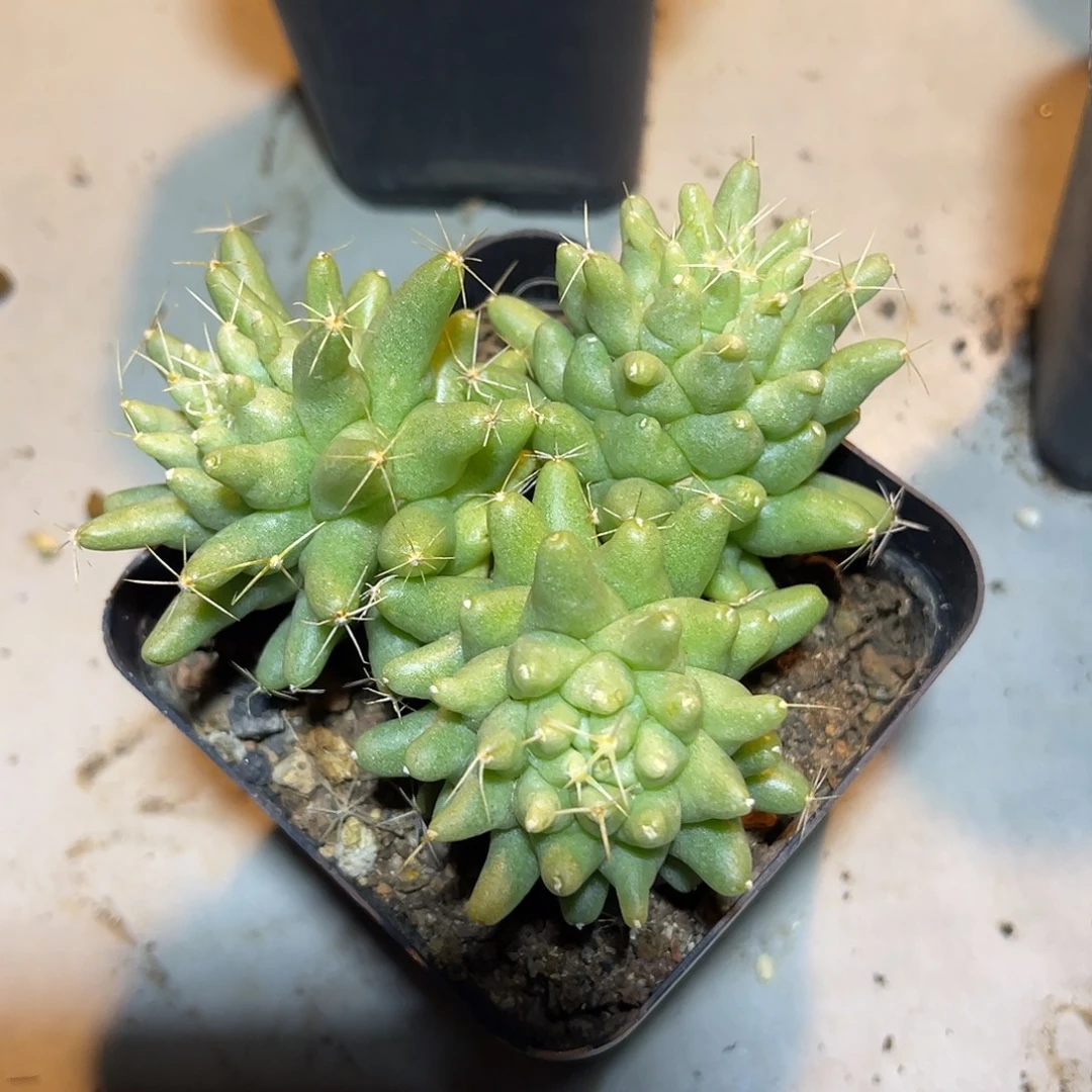 泰姬莲三头群生一物一拍