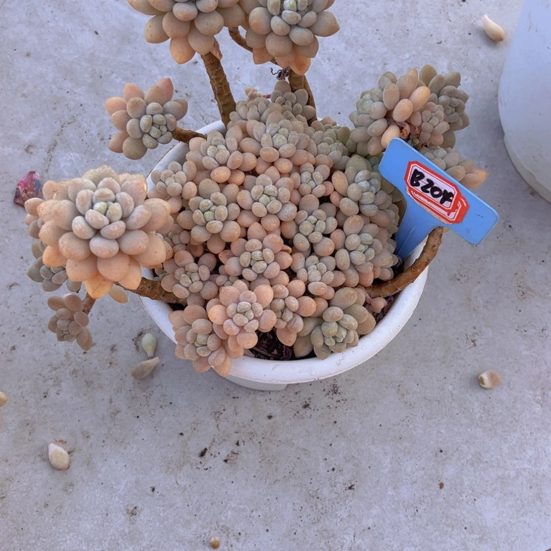 黑*灰洛可可204多肉植物