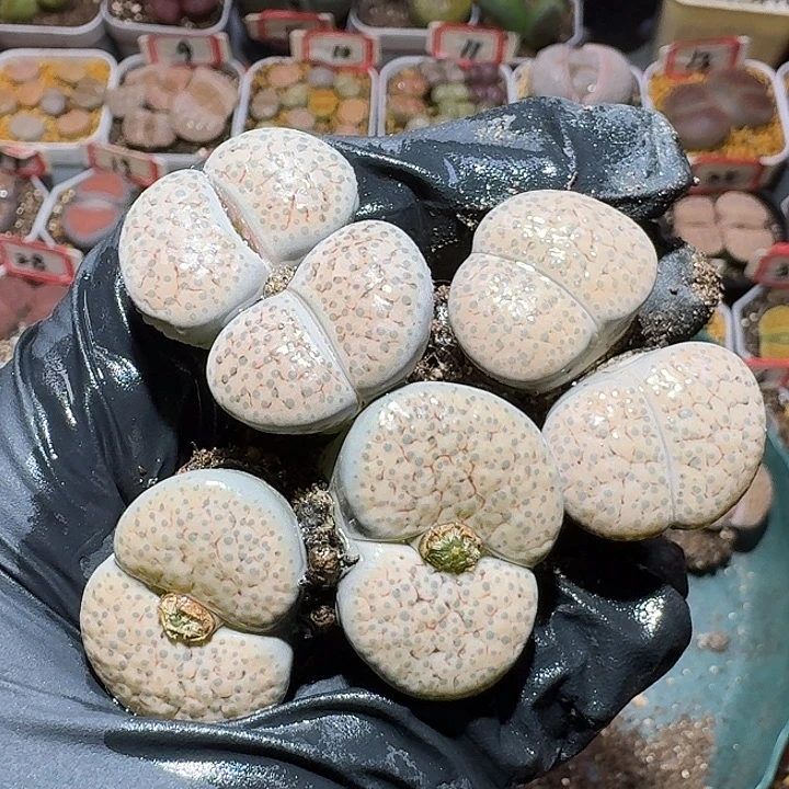 生石花3:：：。    78号