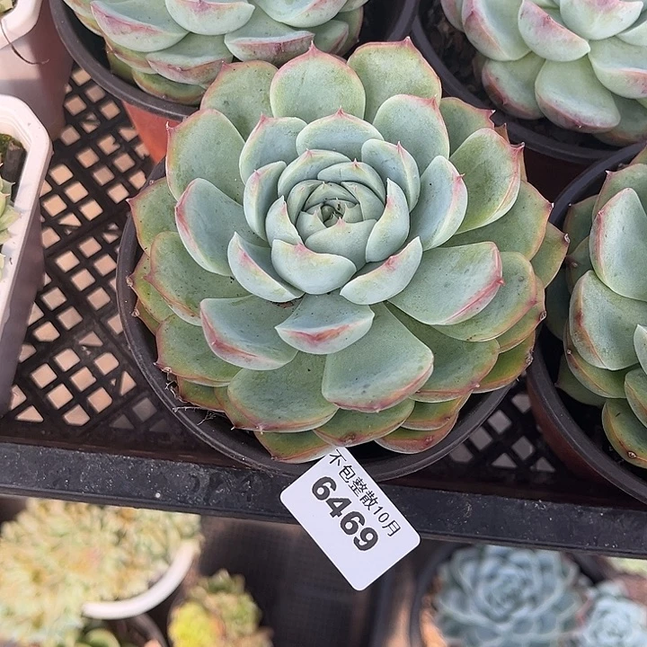 阿雅园艺。      6469侧影
