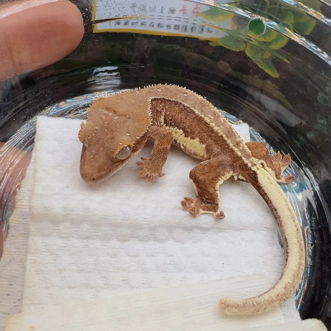 睫角守宫双红莉莉