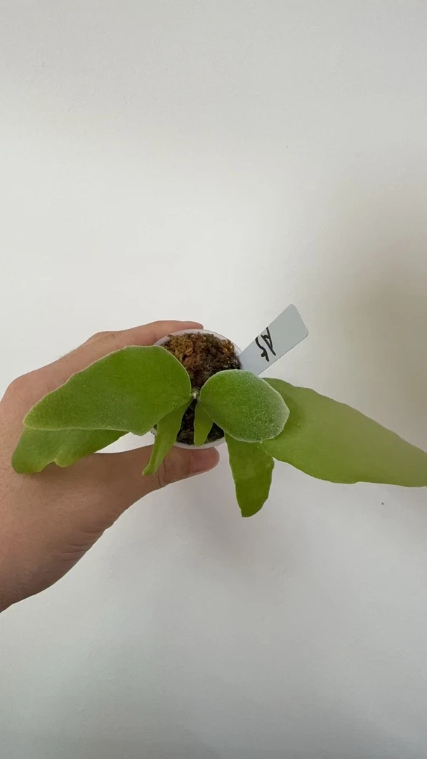 A5鹿角蕨8cm盆苗孢子苗
