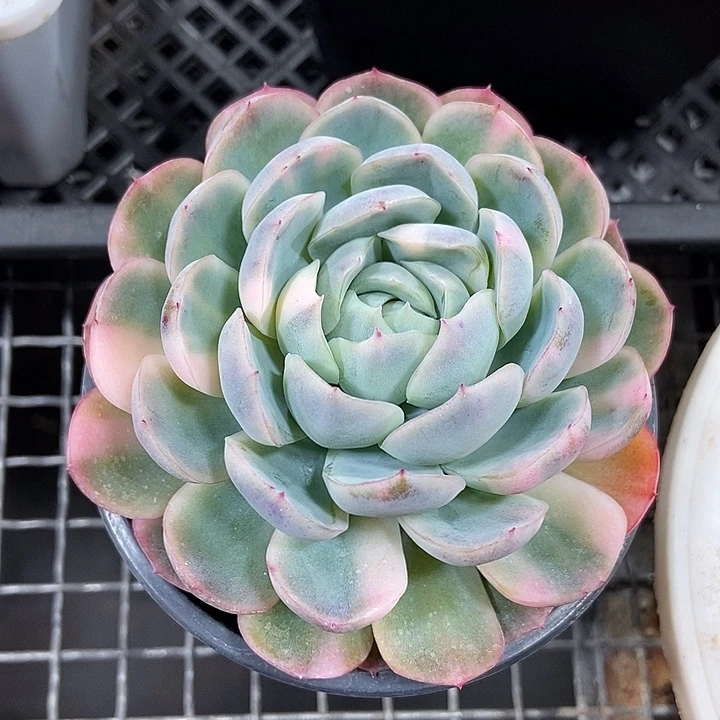 胭脂贝瑞锦多肉植物