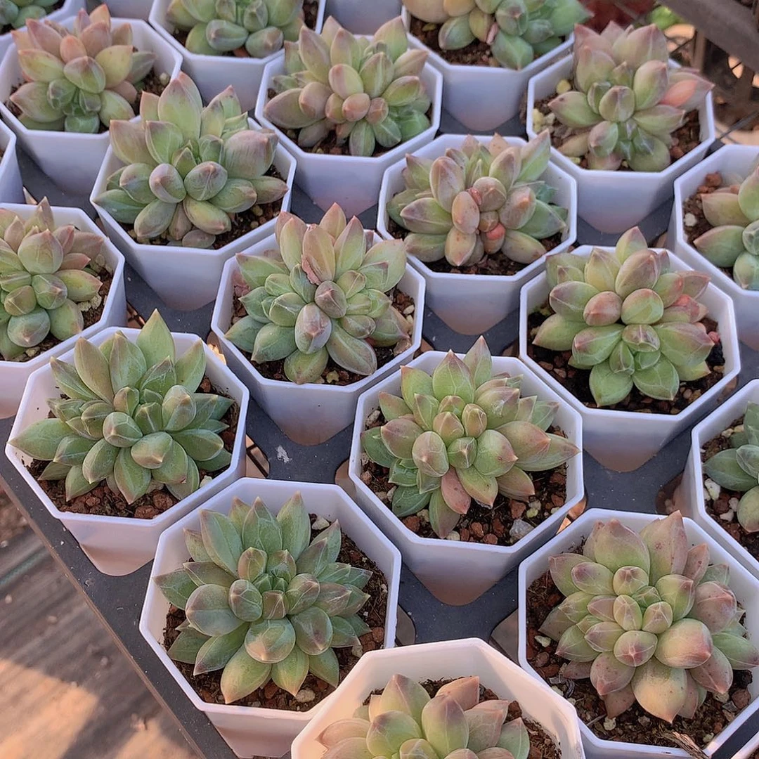 重楼34566778888999