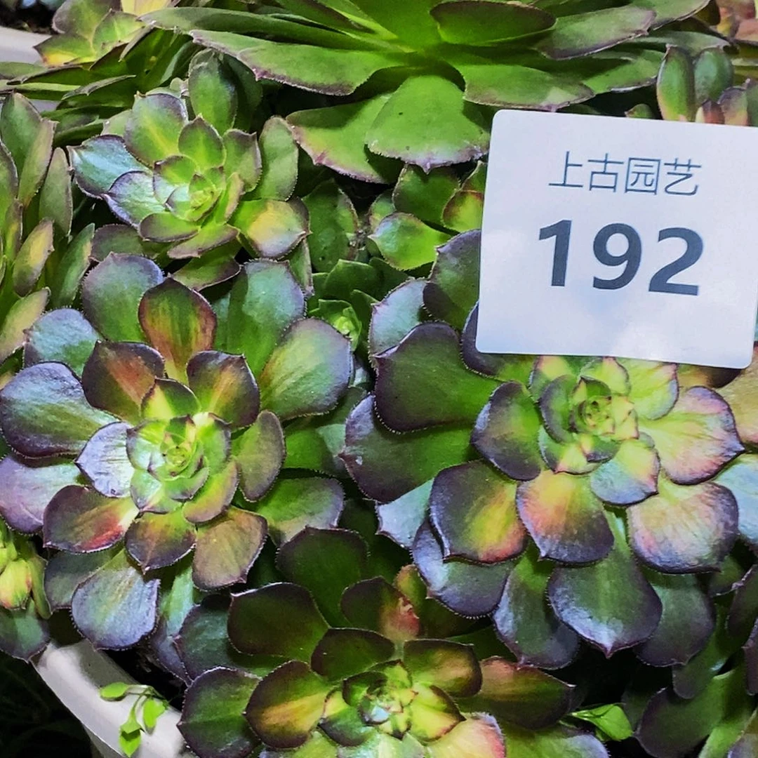 二***姨上古园艺多肉法师192