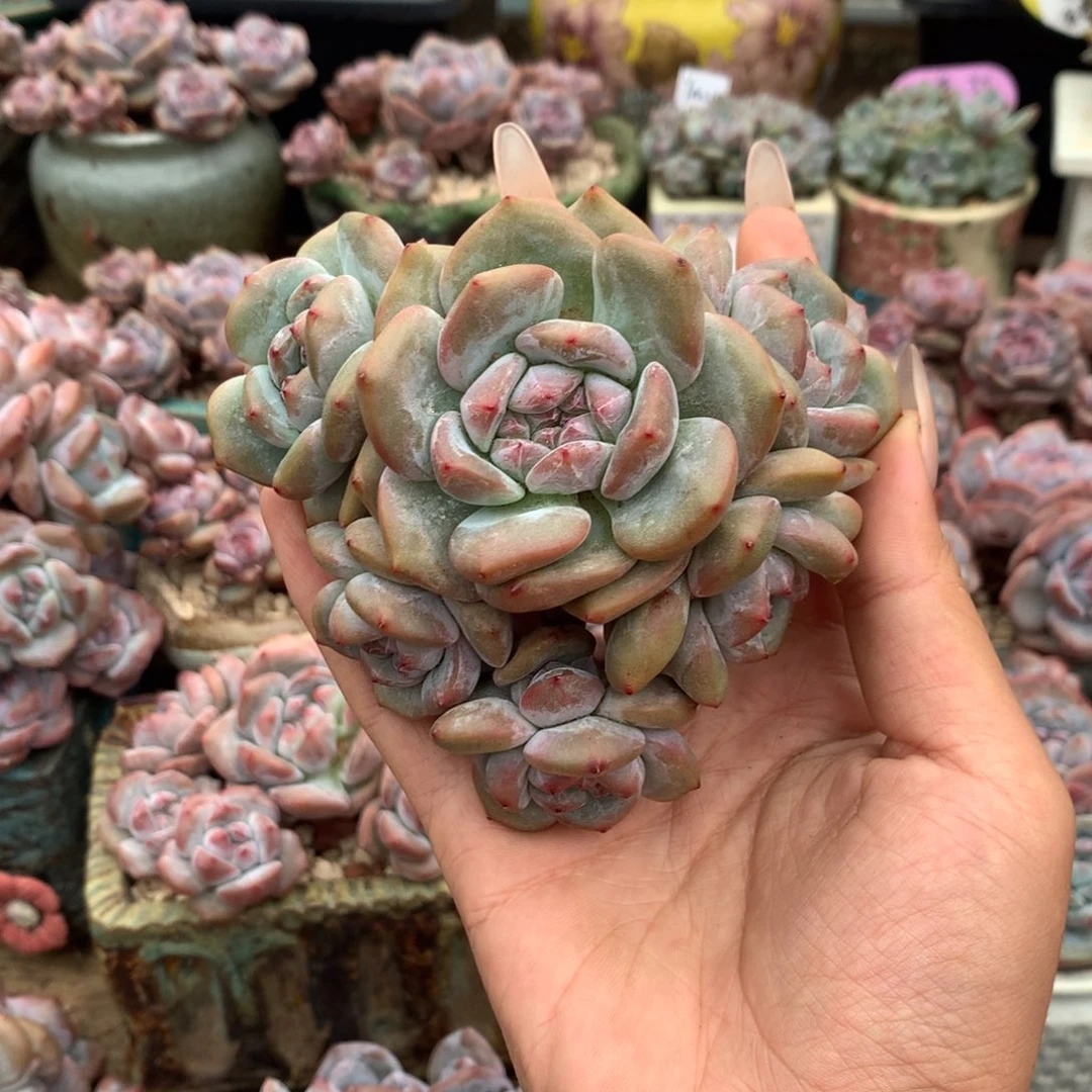 石榴籽无砍小脸六头