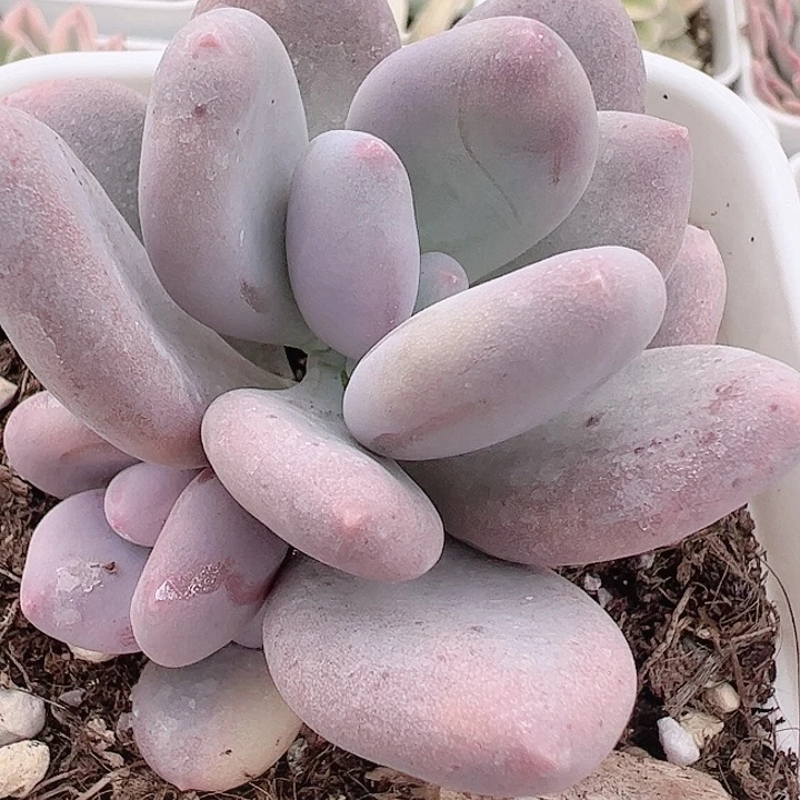 蕊*多肉植物多肉植物