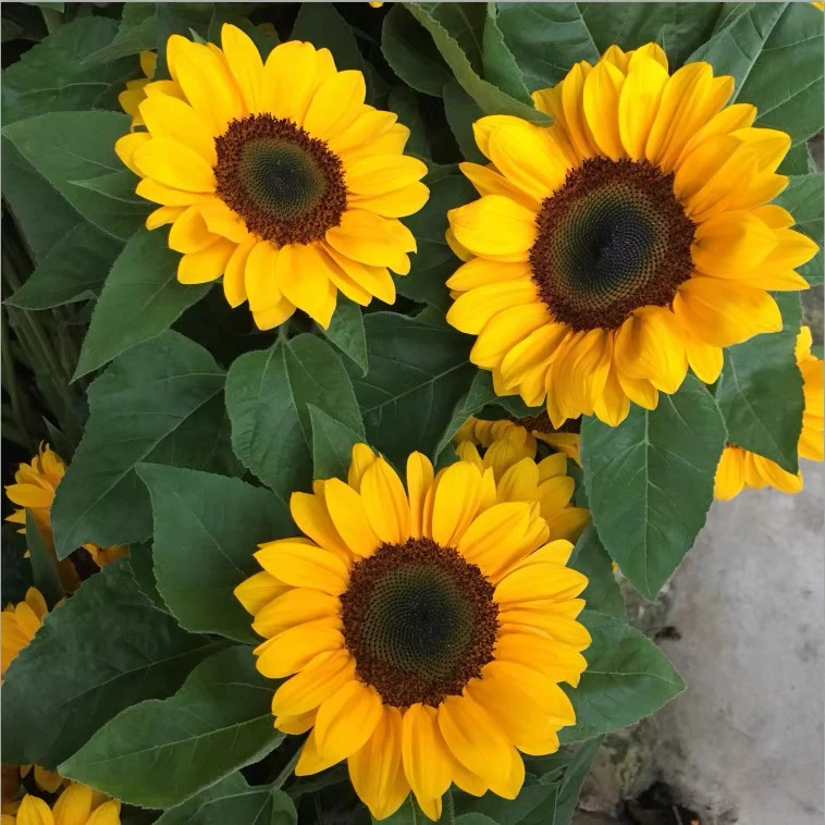 家居鲜花黑心向日葵