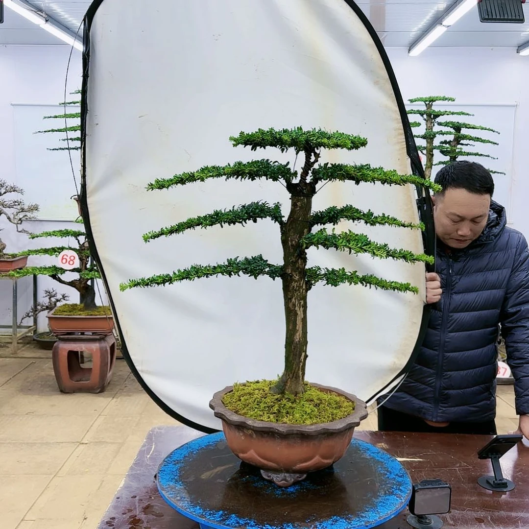 盆景欢迎大家一起来捡漏