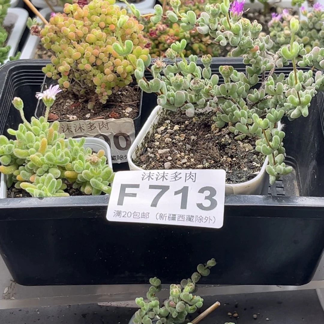 静**芳组合套餐 713。