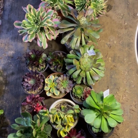 16颗多肉植物2252