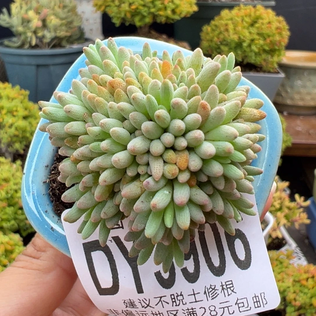 dy3906晶珊瑚冠幅3.5cm