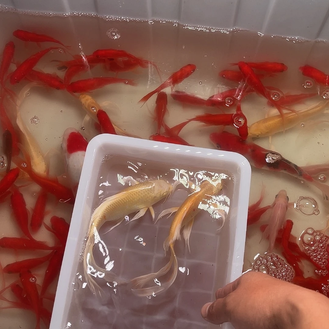 锦鲤包邮，包损，包包，54