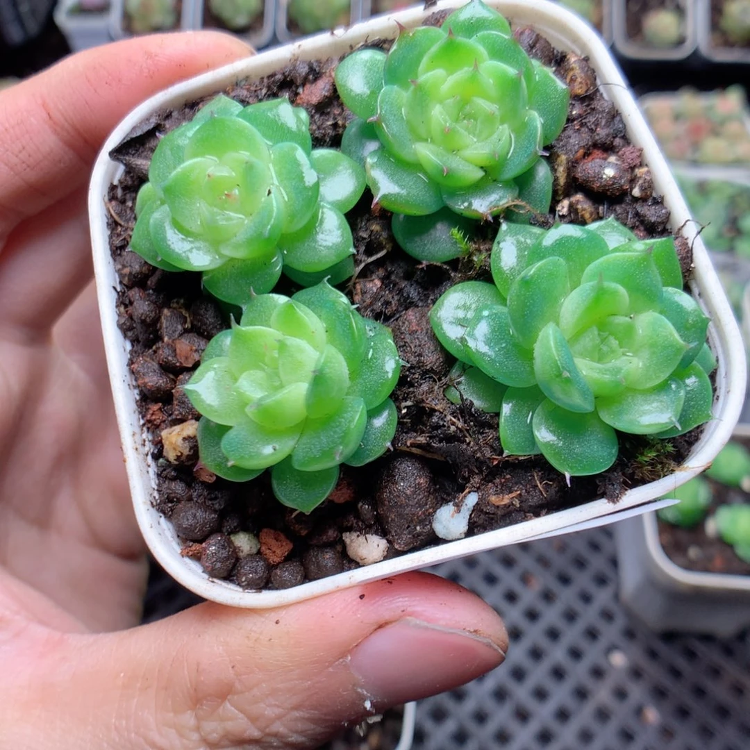 无花朵W56qinliyyyyyy