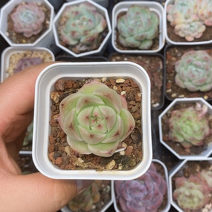 一物一拍满十元包邮117